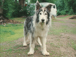 Bunker, the grand old man of the kennel.