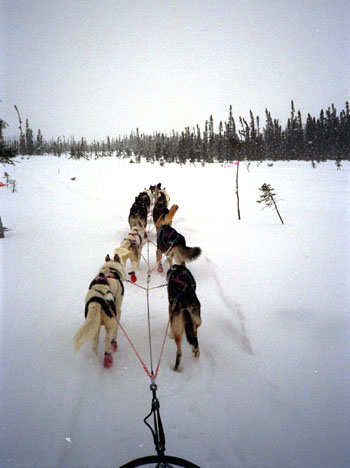 Outbound on the Iditarod Trail.